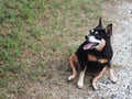 Happy black fat lovely cute old miniature pincher dog dancing rolling outdoor on green grass floor Royalty Free Stock Photo