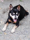 Happy black fat lovely cute old miniature pincher dog dancing rolling outdoor on green grass floor Royalty Free Stock Photo