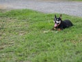 Happy black fat lovely cute old miniature pincher dog dancing rolling outdoor on green grass floor Royalty Free Stock Photo