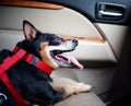 Happy black fat lovely miniature pinscher Royalty Free Stock Photo