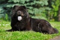 Happy black fuzzy dog the Chow Chow lying in the summer on the n