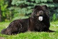 Happy black fuzzy dog the Chow Chow lying in the summer on the n