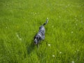 Happy black gray hunting dog running walking in the green high g Royalty Free Stock Photo