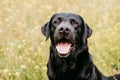 Happy Black labrador dog outdoors in nature in yellow flowers meadow. Sunny spring