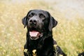 Happy Black labrador dog outdoors in nature in yellow flowers meadow. Sunny spring