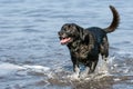 Happy black Labrador dog splashing about in the sea with tail wagging. Royalty Free Stock Photo