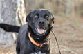 Happy black Labrador Feist mixed breed dog with orange collar