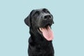 Happy black labrador puppy dog sticking out a big tongue. Isolated on blue background Royalty Free Stock Photo