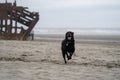 Happy black labrador retreiver runs on the beach, next to the shipwreck - wreck of the Peter Iredale Royalty Free Stock Photo