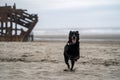 Happy black labrador retreiver runs on the beach, next to the shipwreck - wreck of the Peter Iredale