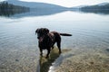Happy black labrador retriever dog in the lake at the Thompson Chain of Lakes area in Montana, wearing a harness