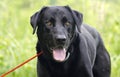 Happy Black Labrador Retriever dog with panting tongue