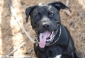 Happy Black Labrador And Rottweiler Mix Dog Panting Tongue