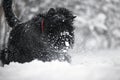 Happy black long-haired dog in the snow. The big dog is glad of the snow. A black dog in the snow. Russian black terrier Royalty Free Stock Photo