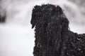 Happy black long-haired dog in the snow. The big dog is glad of the snow. A black dog in the snow. Russian black terrier Royalty Free Stock Photo