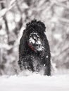 Happy black long-haired dog in the snow. The big dog is glad of the snow. A black dog in the snow. Russian black terrier Royalty Free Stock Photo