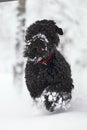 Happy black long-haired dog in the snow. The big dog is glad of the snow. A black dog in the snow. Russian black terrier Royalty Free Stock Photo