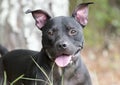 Happy black pitbull dog with pointy ears and panting tongue