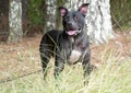 Happy black pitbull dog with pointy ears and panting tongue Royalty Free Stock Photo