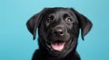 Happy black puppy smiling on an isolated green-blue light background Royalty Free Stock Photo