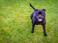 Happy black Staffordshire bull terrier dog running on grass with a big smile on his face Royalty Free Stock Photo