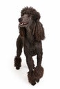 Happy Black Standard Poodle Dog Royalty Free Stock Photo