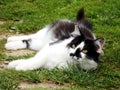 Happy black white cat Royalty Free Stock Photo