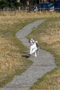 Happy black and white dog with a ball running in a dry grass field in an off-leash dog park on a sunny fall day Royalty Free Stock Photo