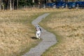 Happy black and white dog with a ball running in a dry grass field in an off-leash dog park on a sunny fall day Royalty Free Stock Photo