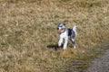 Happy black and white dog with a ball running in a dry grass field in an off-leash dog park on a sunny fall day Royalty Free Stock Photo