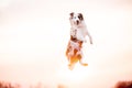 Black and white dog border collie jump with sky background Royalty Free Stock Photo