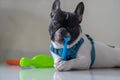 Happy black and white French bull dog puppy winking an eye and smiling while play his toy Royalty Free Stock Photo