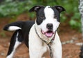 Happy Black and White Pit Bull Terrier mix breed dog wagging tail