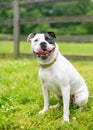 A happy black and white Staffordshire Bull Terrier dog Royalty Free Stock Photo