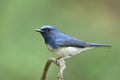 Happy blue bird with big eyes perching on thin dry branch over fine green background Royalty Free Stock Photo