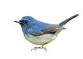 Blue bird with shaking tail tail and puffy feathers isolated on white background, hainan blue flycatcher Cyornis hainanus