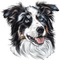 happy blue eyed merle Border Collie Dog icon on a white, cartoon , sketch style close up portrait