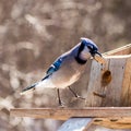 Happy Blue Jay eating a peanut Royalty Free Stock Photo