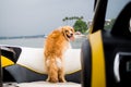 happy dog on boat