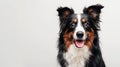 The happy border collie. AI generated Royalty Free Stock Photo