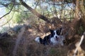 Happy border collie breed dog found after his disappearance. Exciting pet rescue