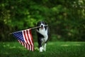 Happy border collie carrying American flag Royalty Free Stock Photo