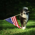 Happy border collie carrying American flag Royalty Free Stock Photo