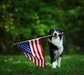 Happy border collie carrying USA flag Royalty Free Stock Photo