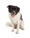 Happy Border Collie Cross Royalty Free Stock Photo