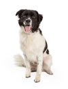 Happy Border Collie Cross Sitting Royalty Free Stock Photo