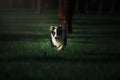 Happy Border Collie Dog Enjoying Nature Walk amidst Lush Greenery and Trees