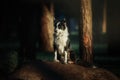 Happy Border Collie Dog Enjoying Nature Walk amidst Lush Greenery and Trees