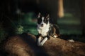 Happy Border Collie Dog Enjoying Nature Walk amidst Lush Greenery and Trees