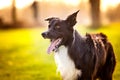 Happy Border Collie dog without leash outdoors in nature in beautiful sunrise. Happy Dog looking to camera in city park Royalty Free Stock Photo